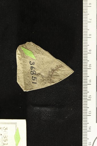 Lejeunea eophila Cockerell