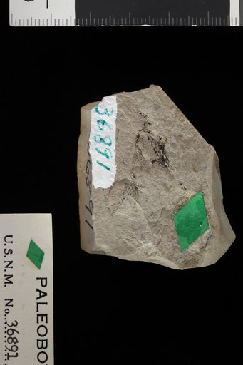 Genus indet. sp indet. Knowlton