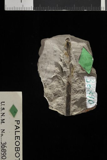 Genus indet. sp indet. Knowlton
