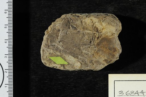 Anacardites lanceolatus Berry