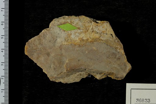 Goeppertia cf. tertiaria Berry
