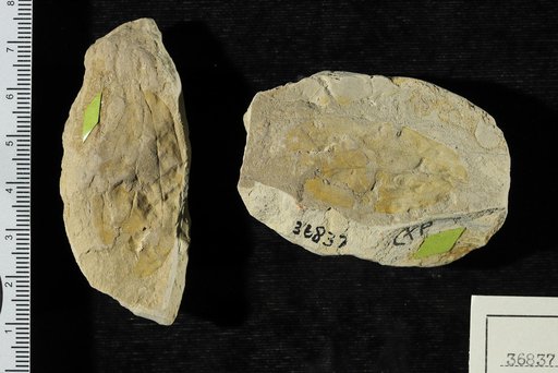 Melastomites obovatus Berry