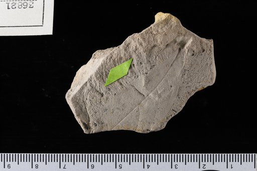 Inga miocenica Berry