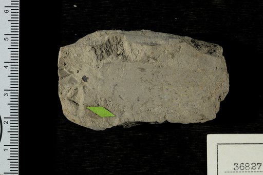 Cedrela miocenica Berry