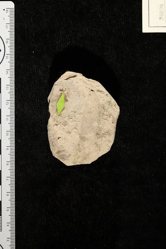 Leguminosites oaxacensis Berry