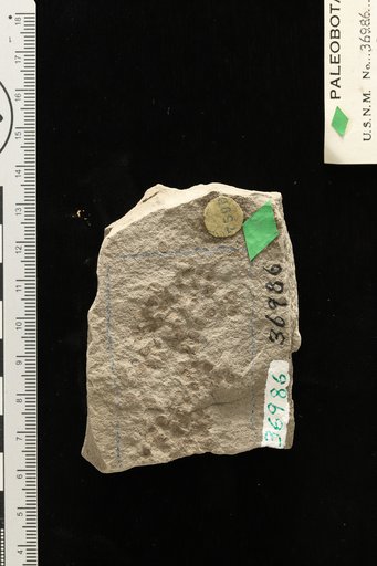 Carpites polygonoides Knowlton