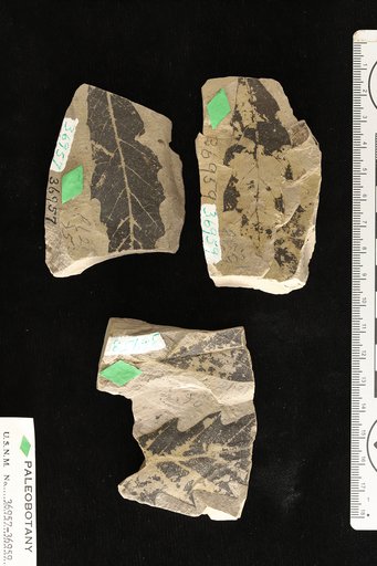 Quercus payettensis Knowlton