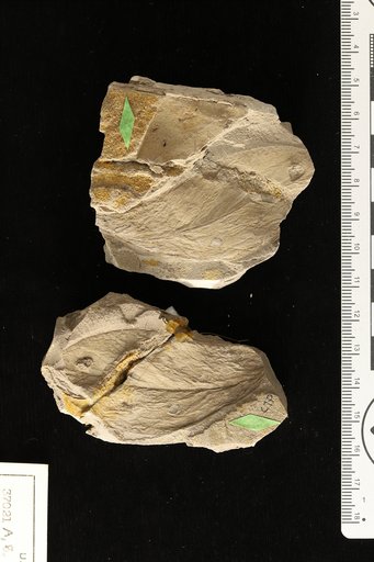 Conocarpus erectus Linnaeus