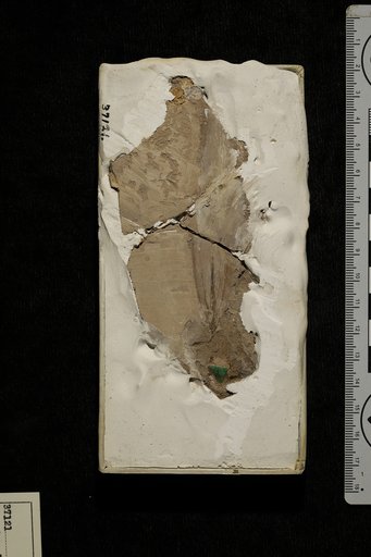 Zizyphus laurifolius Berry