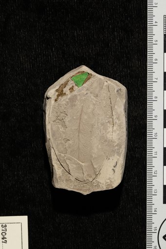 Raphaelia neuropteroides Debey & Ettingshausen