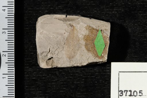 Gleditsiophyllum preovatum Berry