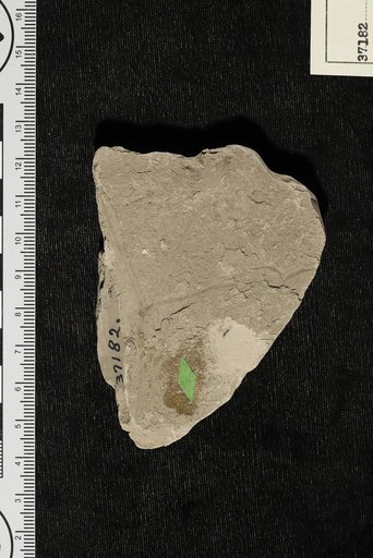 Phyllites hydrocharitoides Berry