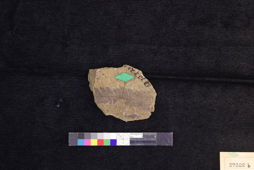Cladophlebis septentrionalis Hollick