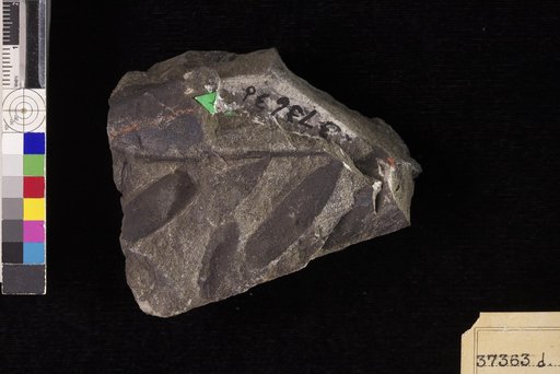 Podozamites lanceolatus (Hutton & Lindley) Braun