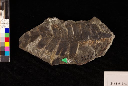 Nilssonia serotina Heer