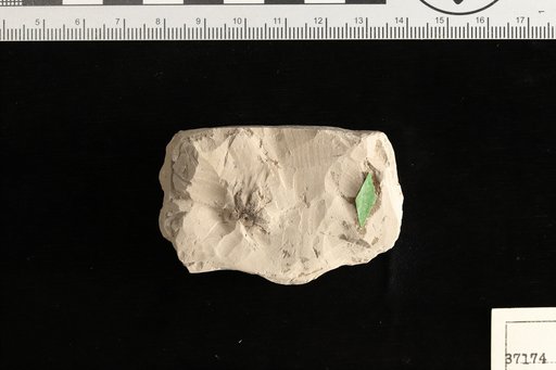 Calycites ripleyensis Berry
