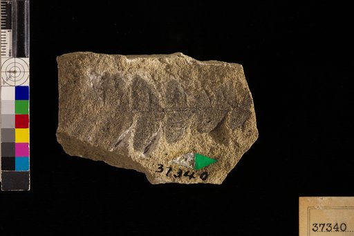 Nilssonia serotina Heer