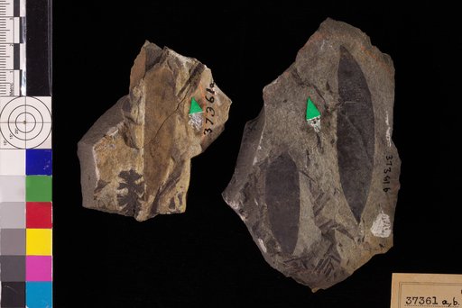 Podozamites lanceolatus (Hutton & Lindley) Braun