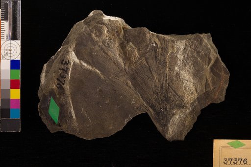 Ginkgo reniformis Hollick