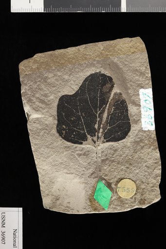 Populus heteromorpha Knowlton