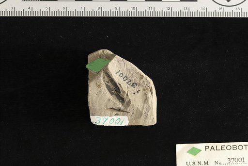 Vaccinium salicoides Knowlton