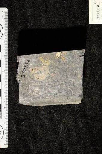 Lithothamnium ? ellisianum Goldman & Howe