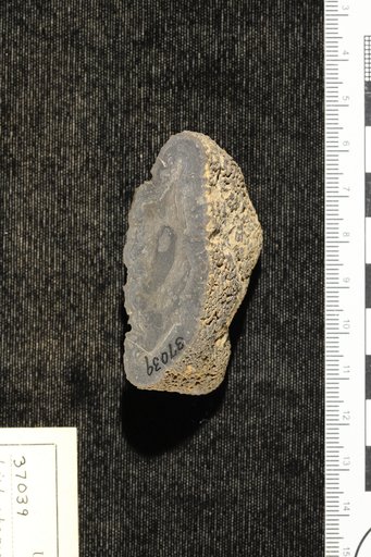Lithothamnium ? ellisianum Goldman & Howe