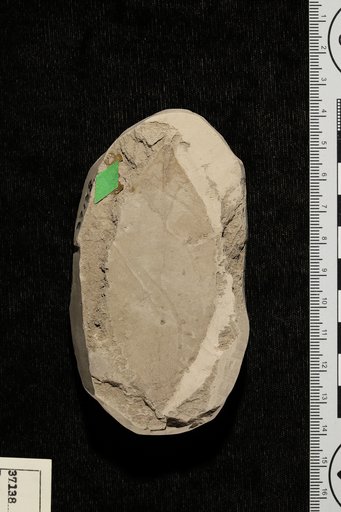 Ternstroemites tennesseensis Berry