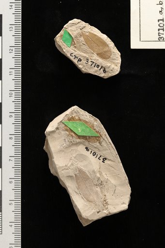 Caesalpinites ripleyensis Berry