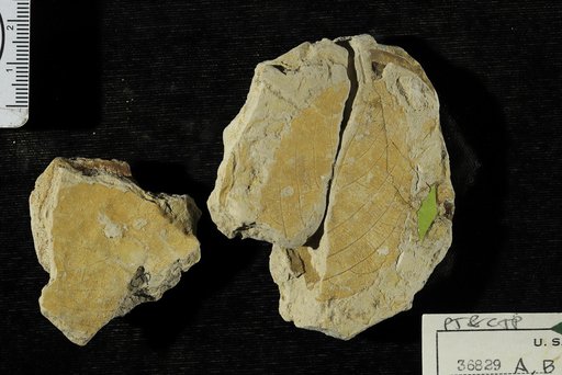 Gouania miocenica Berry