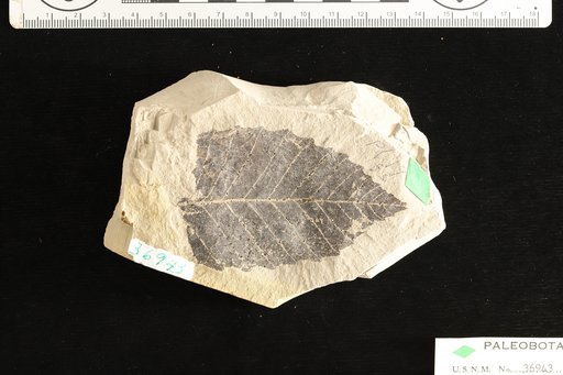 Quercus spokanensis Knowlton