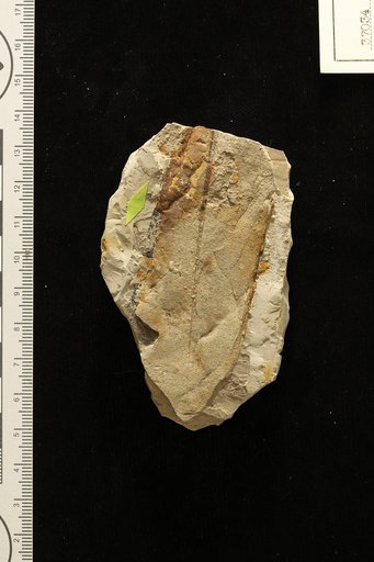 Phyllites oropouchensis Berry