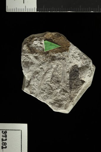 Dammara acicularis Knowlton