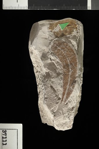 Euphorbiophyllum antiquum Marion & Saporta
