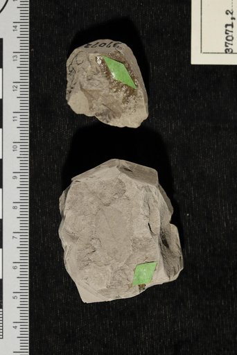 Apocynophyllum giganteum Berry