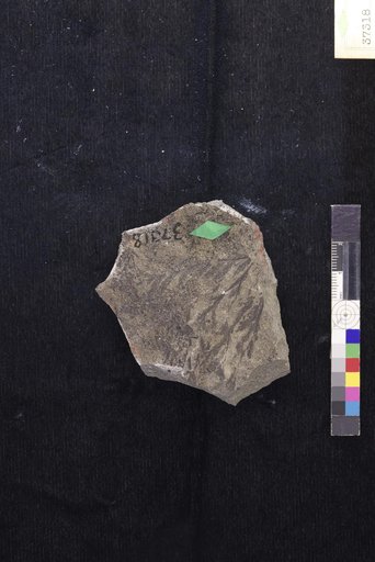 Cladophlebis browniana var. infirma Hollick