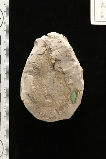 Bumelia prewilcoxiana Berry
