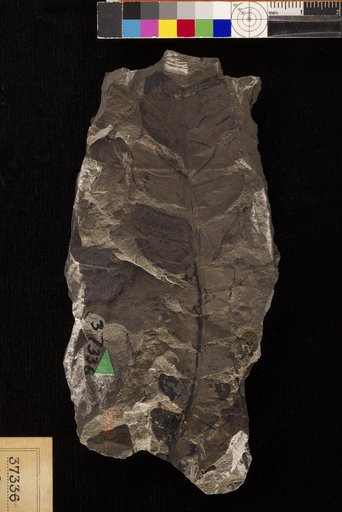 Nilssonia serotina Heer