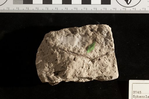 Sphenolepidium sternbergianum var. densifolium Fontaine