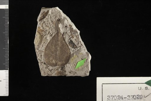 Mimusops preduplicata Berry