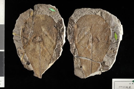 Clusia fossilia Berry