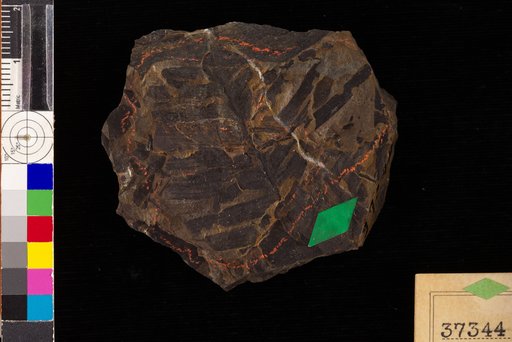 Nilssonia pseudopterophylloides Heer