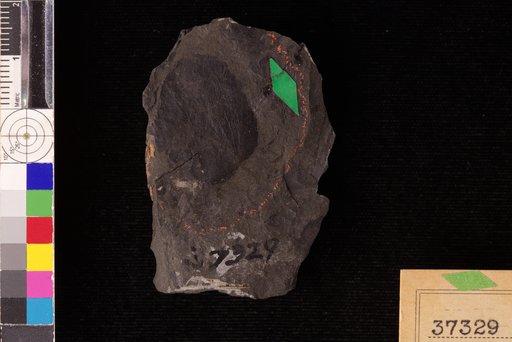 Phyllocladites dubiosus Hollick