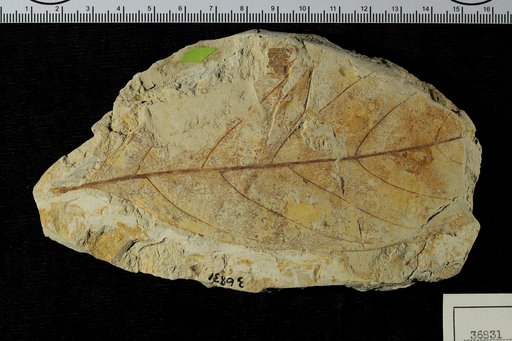 Nectandra areolata Engelhardt