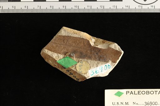 Salix bryani Knowlton