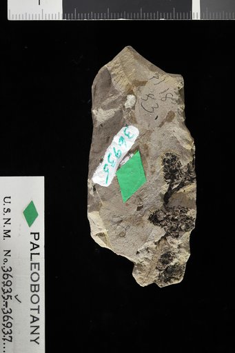 Alnus sp indet. Knowlton