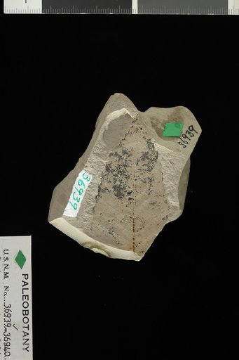 Castanea castaneaefolia (Unger) Knowlton