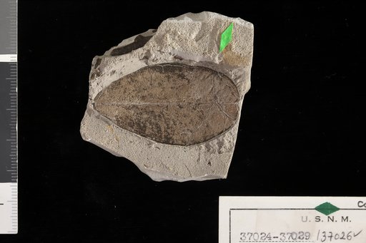 Mimusops preduplicata Berry