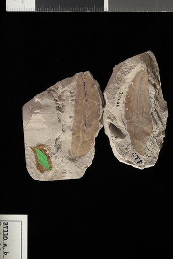 Euphorbiophyllum tennesseensis Berry