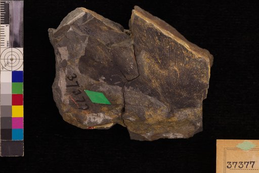 Ginkgo reniformis Hollick